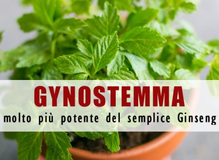 Gynostemma… molto più potente del “semplice” Ginseng