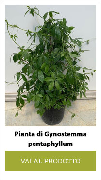 pianta di gynostemma