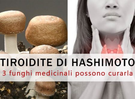 Tiroidite di Hashimoto: 3 funghi medicinali possono curarla
