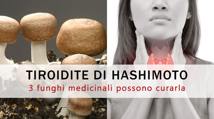 tiroidite hashimoto funghi medicinali