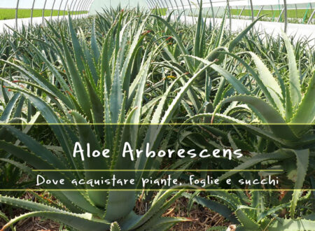 Dove comprare l’Aloe Arborescens Online